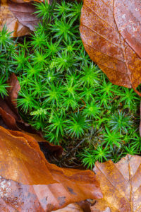 Close up of moss with autumnal leaves, forest still life, background picture Close up of moss with autumnal leaves, forest still life, background picture